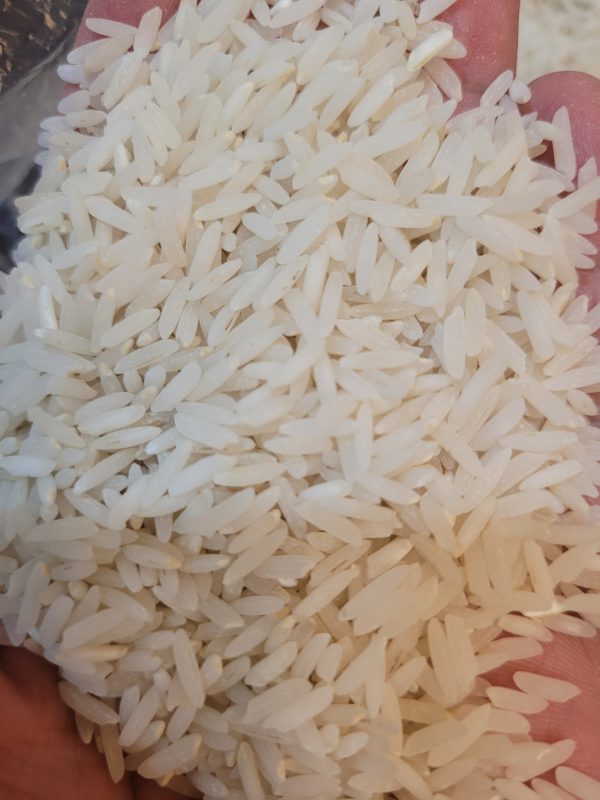 برنج ایرانی تماشایی شیرودی