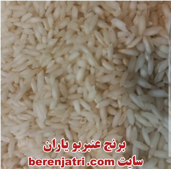 برنج ایرانی عنبربو یاران امسال